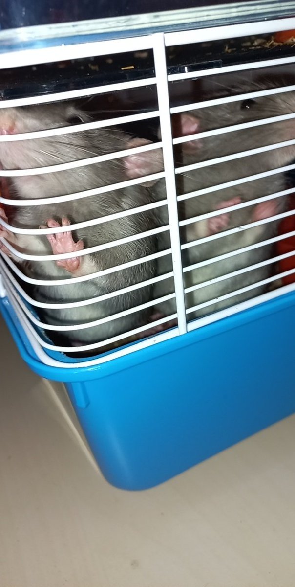kattx28's tweet photo. Kleine baby's zijn al 3 maanden ondertussen😍🥰
#ratjes https://t.co/7ZE8tJIGWD