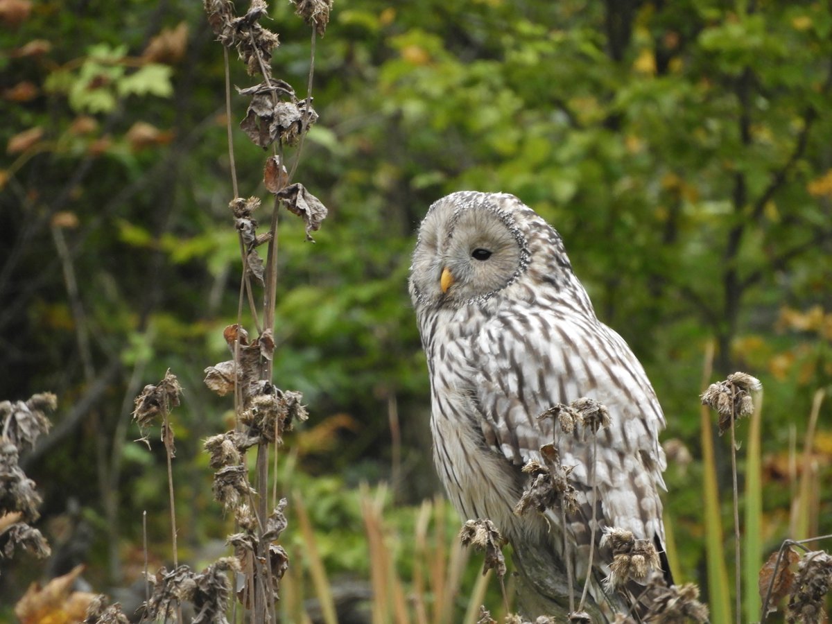 RNP_Romsilva's tweet photo. Nu știm povestea lui, dar sigur este un învingător. 
Huhurez mare aka Strix uralensis
#huhurez #oneeyeowl #Bucegi #pasari #birds https://t.co/xTykBaWHid