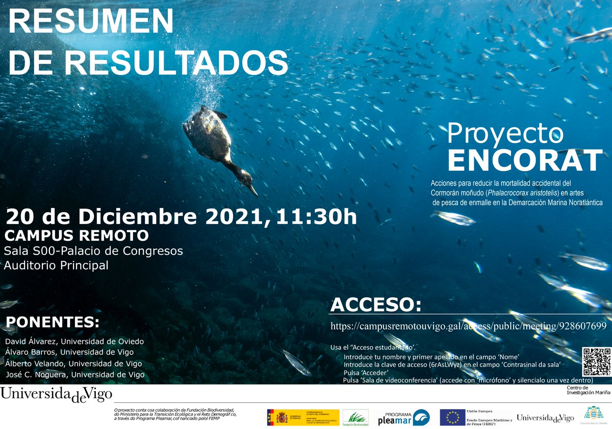 📣 O proxecto #Encorat naceu co obxectivo de idear accións coas que reducir a mortandade accidental do Cormorán moñudo 🪶 nas artes de pesca de enmalle na Demarcación Mariña Noratlántica. Agora investigadores grupo #GEA <a href="/CIM_Uvigo/">CIM UVigo</a> <a href="/uvigo/">Universidade de Vigo</a> e <a href="/uniovi_info/">Universidad Oviedo</a> presentan os resultados.