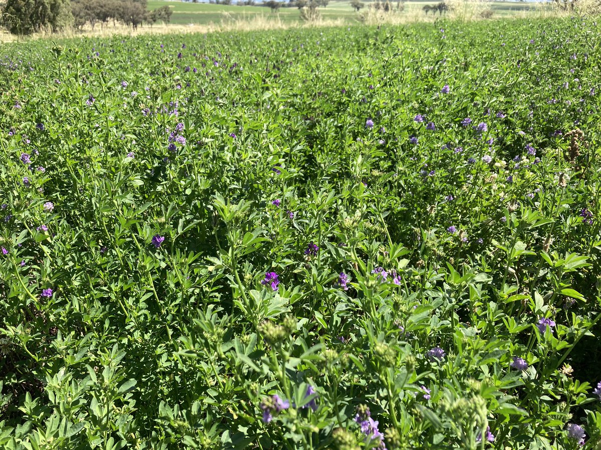 RPAgronomy's tweet photo. 4th year lucerne. Amazing!!!
Survived the drought and now it’s pumping! 🐑🐑🐑🐑🐑
@EldersLimited @BarenbrugAUS https://t.co/fsPSlxP1wQ
