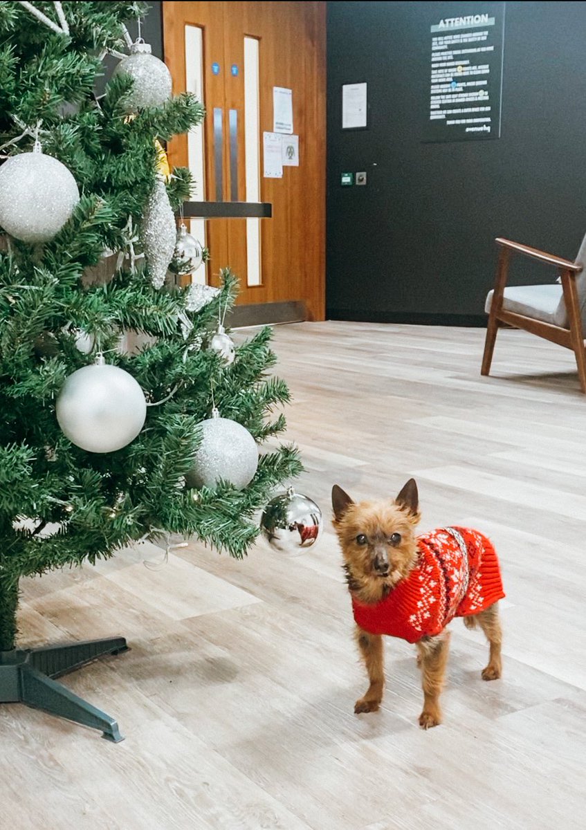 Ollie is ready for our Member’s Christmas Social at our St. Paul’s Square site today! 🎄✨