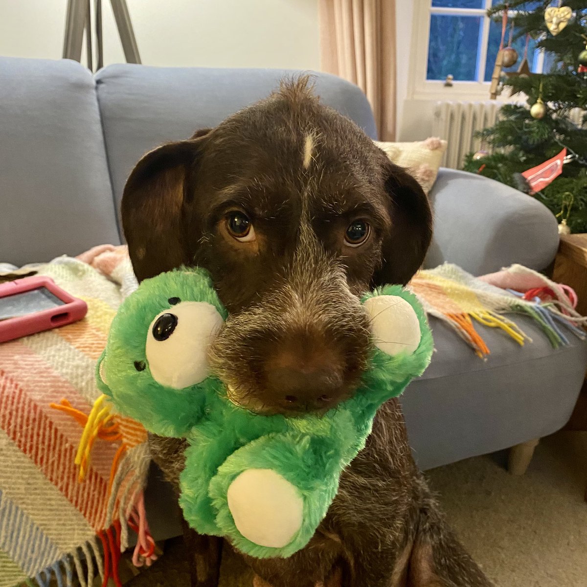 Brilliant service from Josh and Blair. Fast, friendly and professional. The dog liked it best! 5* <a href="/ao/">AO</a>