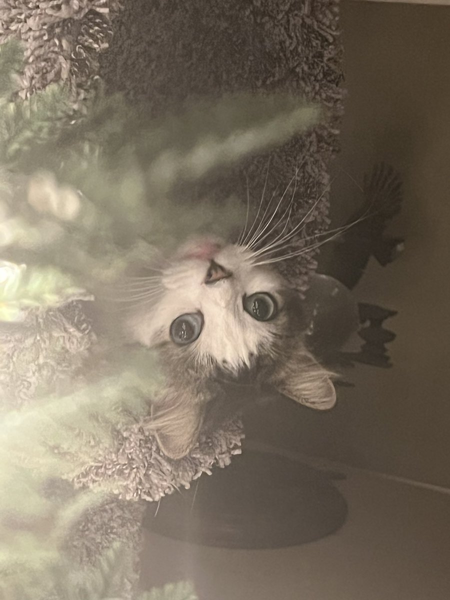 LuckyKittyDog's tweet photo. Morning! #CatsOfTwitter https://t.co/A2HmNXE7f5