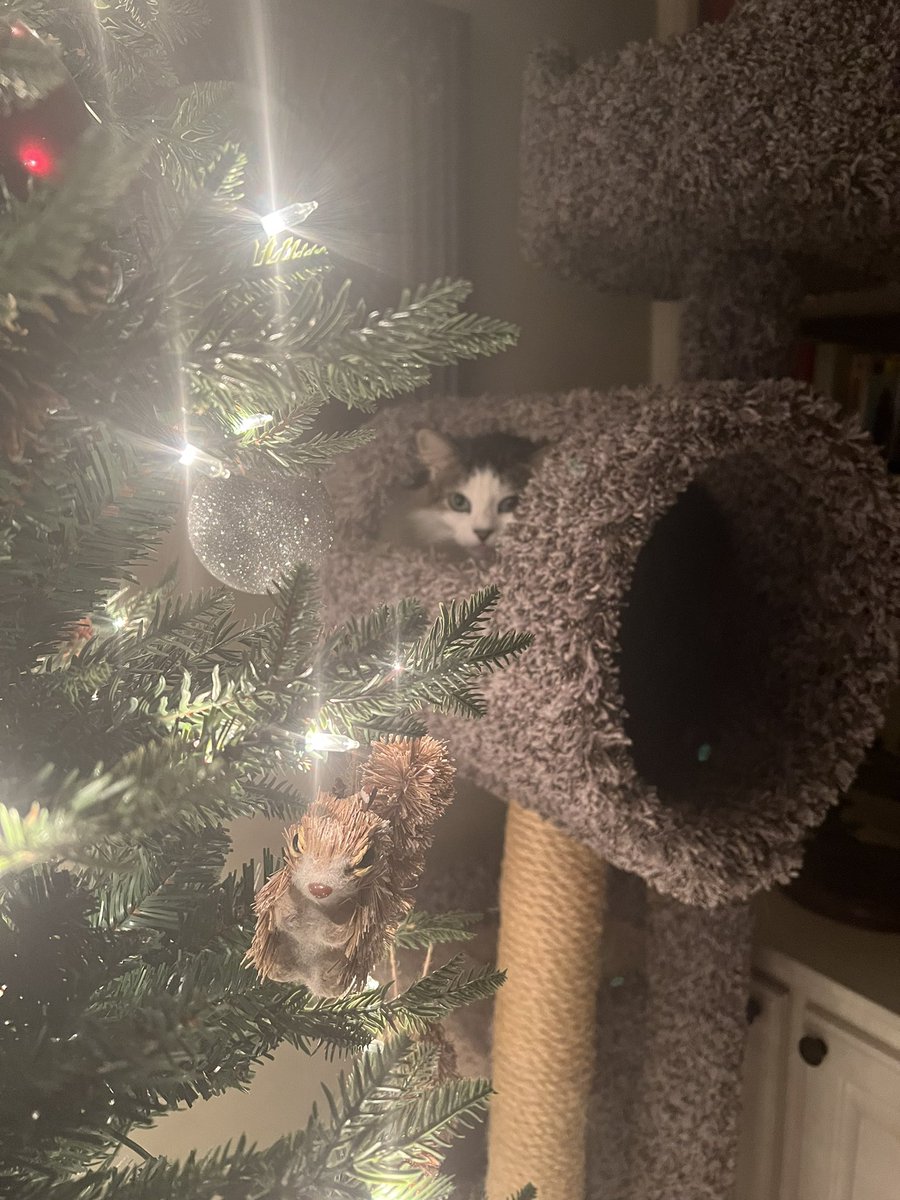 LuckyKittyDog's tweet photo. Morning! #CatsOfTwitter https://t.co/A2HmNXE7f5