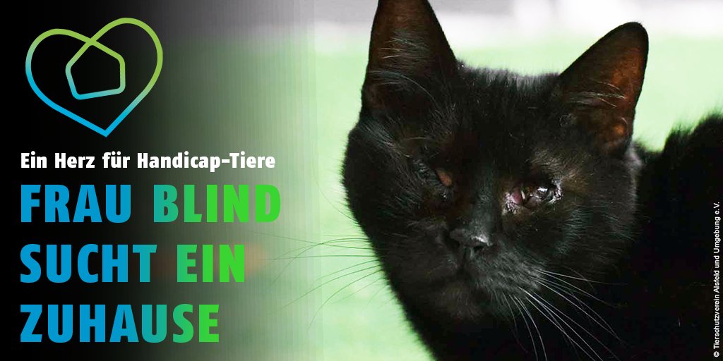 Frau Blind wartet im #Tierheim #Alsfeld auf ein Zuhause. 🏡❤️🐈‍⬛ Wie ihr Name schon verrät, ist die schwarze Dame blind, hat aber einen erstaunlich guten Orientierungssinn, kann wie alle #Katzen klettern und springen. Mehr zu unserem #TierheimtierDesMonats: tierheime-helfen.de/tierheimtier-d…