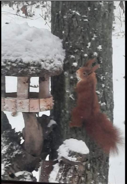 Squirrel DAO(🌰, 🌰) tweet media