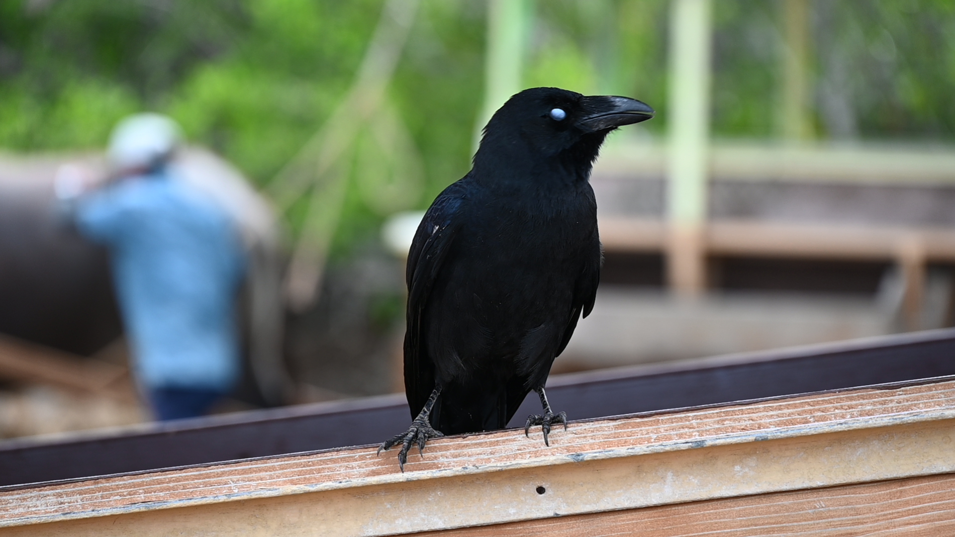 カラスファンcrow Crow Love Crow Twitter