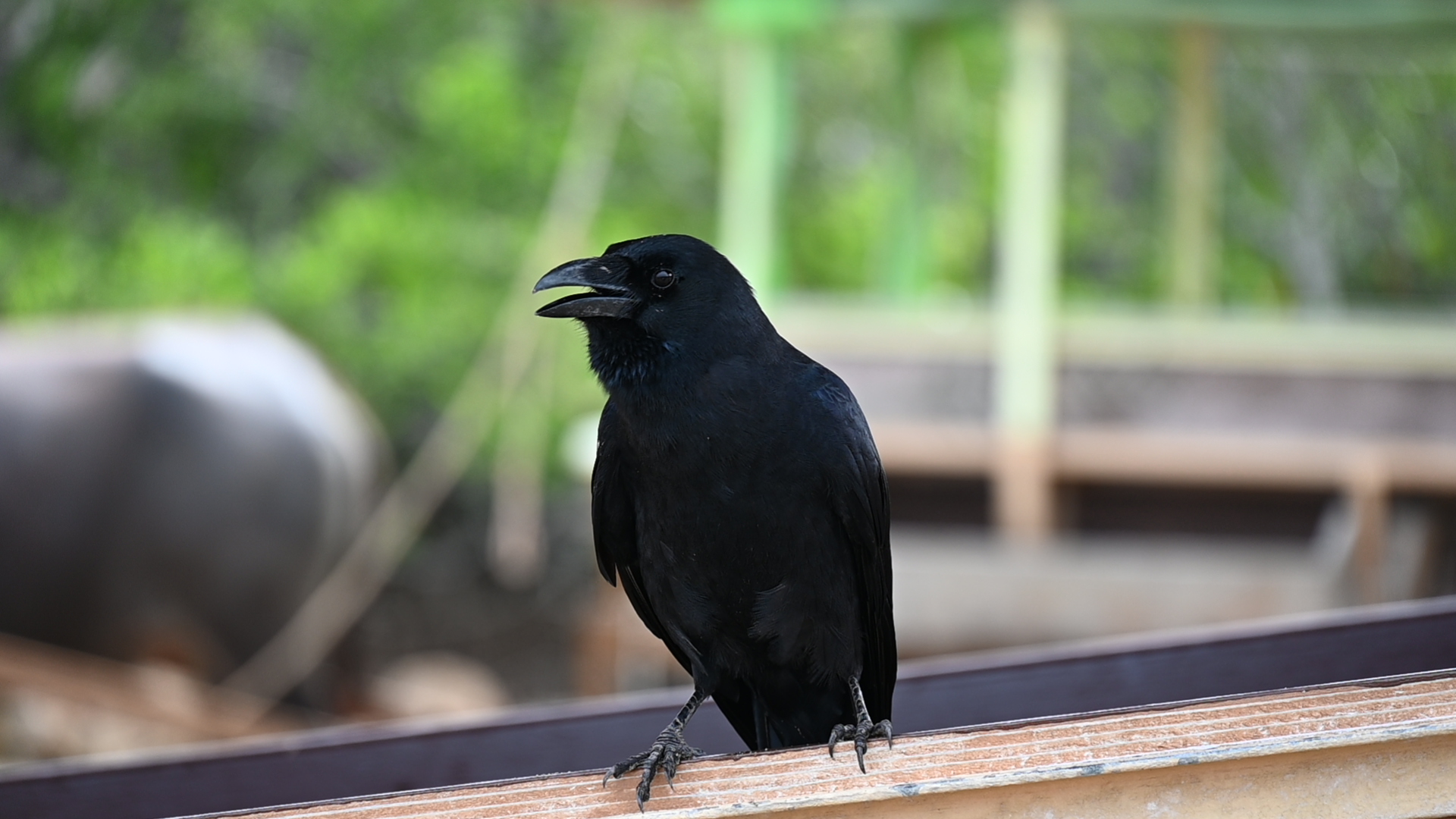 カラスファンcrow Crow Love Crow Twitter