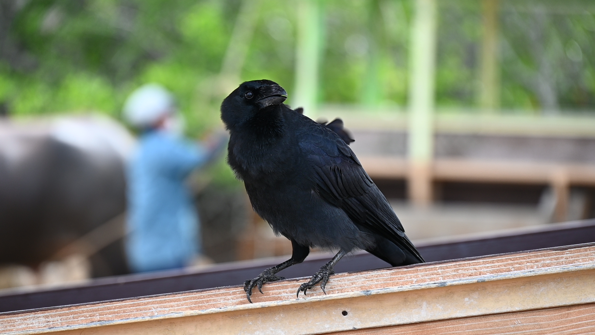カラスはかわいい Twitter Search Twitter