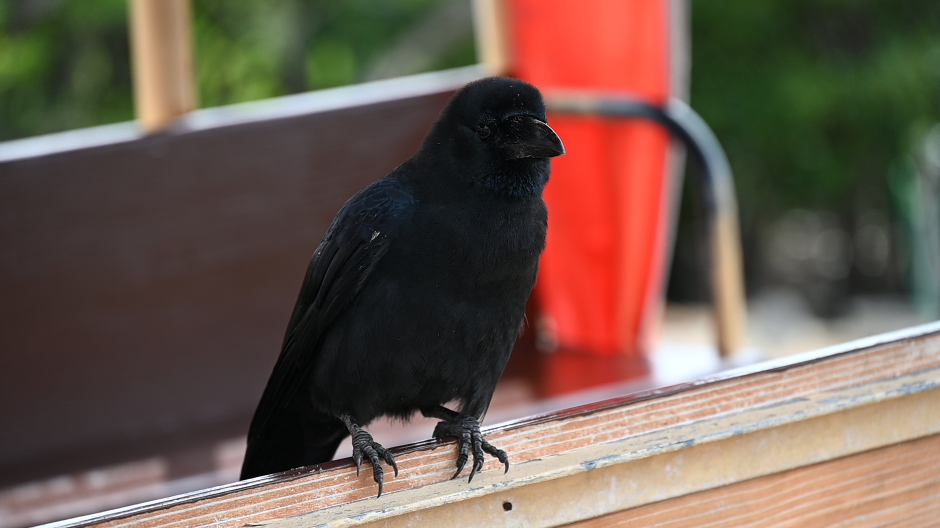 カラスファンcrow Crow Love Crow Twitter