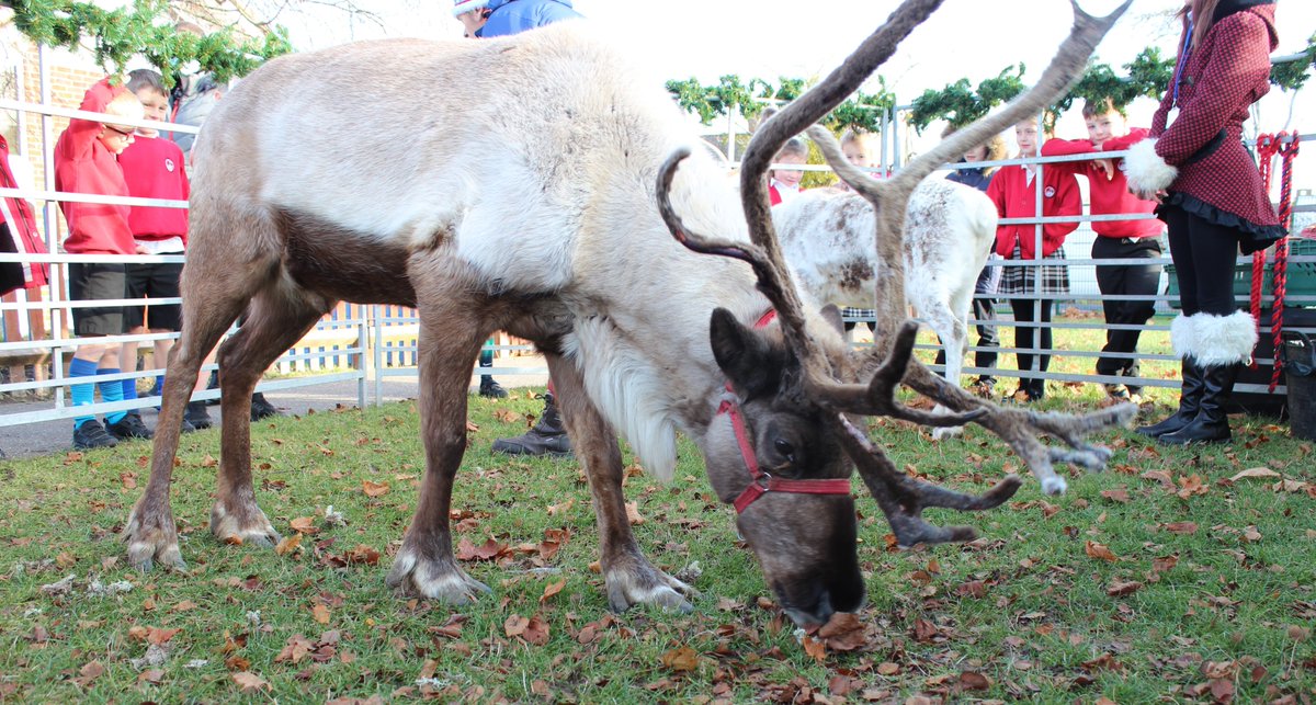 Very exciting visitors organised by the PTA at Blewbury CE Primary School!🤩🦌 #Schools #AdventCalendar #Day14