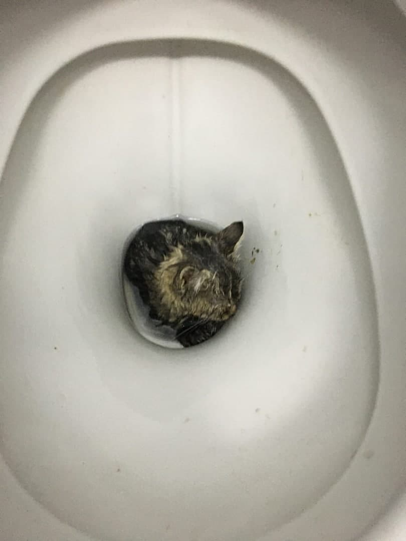lentaruofficial's tweet photo. Россиянка нашла в туалете котёнка — его могли смыть соседи. Каким-то образом питомец оказался в унитазе и пытался всеми силами выкарабкаться из него. 

Котёнка отогрели, отмыли и отвезли в ветклинику. Петербуженка, которая нашла малыша, оставила его у себя.

Родился в рубашке https://t.co/E91huZ3bdA