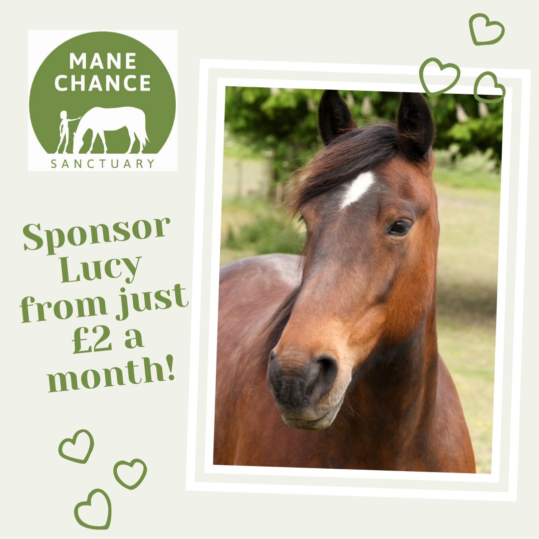 Horse of the Month is Lucy - one of the original herd of horses that Jenny took on when Mane Chance was founded. She is a lovely character but has clearly suffered before at the hands of humans and we have spent much time helping her to get through her previous memories. https://t.co/nRxCxaID9P