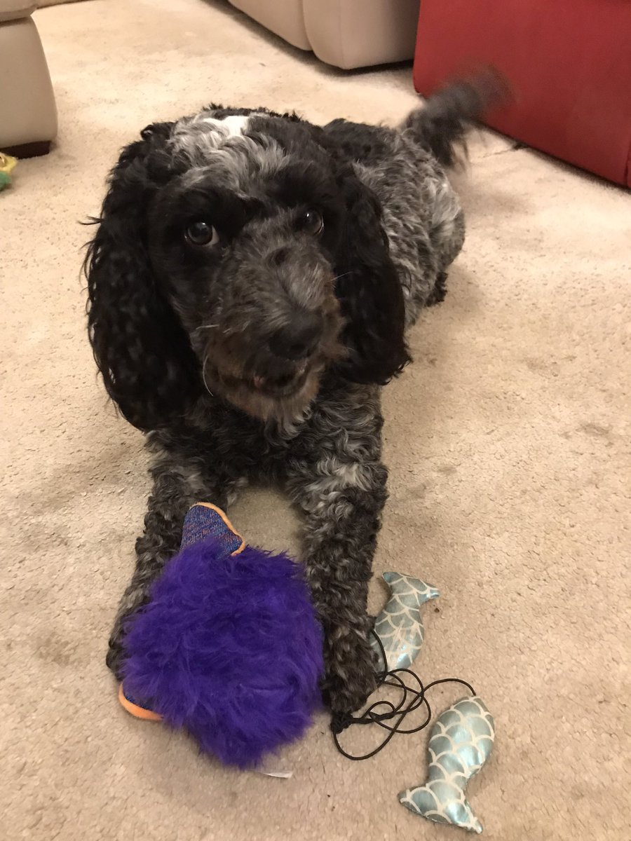 Professor Victoria Joffe tweet media