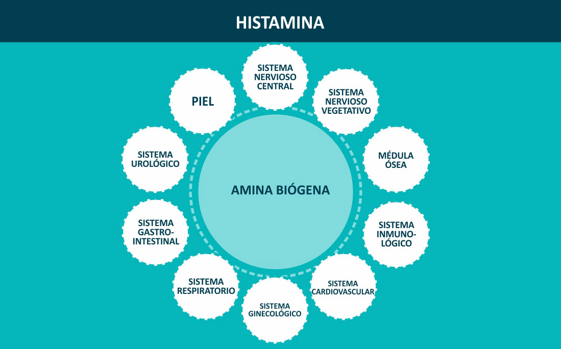 SindromedeSC's tweet photo. ¿Qué es la histamina?

Es una molécula con funciones fisiológicas esenciales. Un importante mediador a nivel central como neuromodulador y neurotransmisor y a nivel del sistema inmunológico como inmunomodulador. 

Más info: https://t.co/LdX10PRud9

#LaHistamina #SHCMedical #SSC https://t.co/zRt5frXlm3
