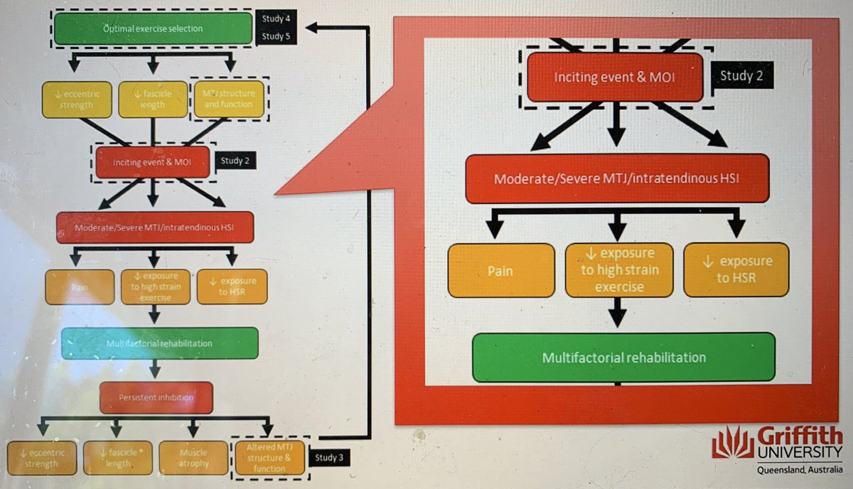 MBourne5's tweet photo. Well done @StephLaz_ on an excellent @Griffith_Uni PhD confirmation seminar tonight. Hamstring muscle-tendon unit morphology and mechanical properties: implications for injury prevention and performance. 
Thanks to panel Andrea Hams, @bendesbrow, @Duhigs, &amp; Rod Barrett https://t.co/wthL4d5yLP