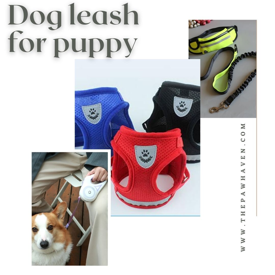 Dog leash for puppy

Buy dog ​​leashes: bit.ly/320g0LY

#ThePawhaven #Dogleash #DogCollars #dogaccessories #Singapore