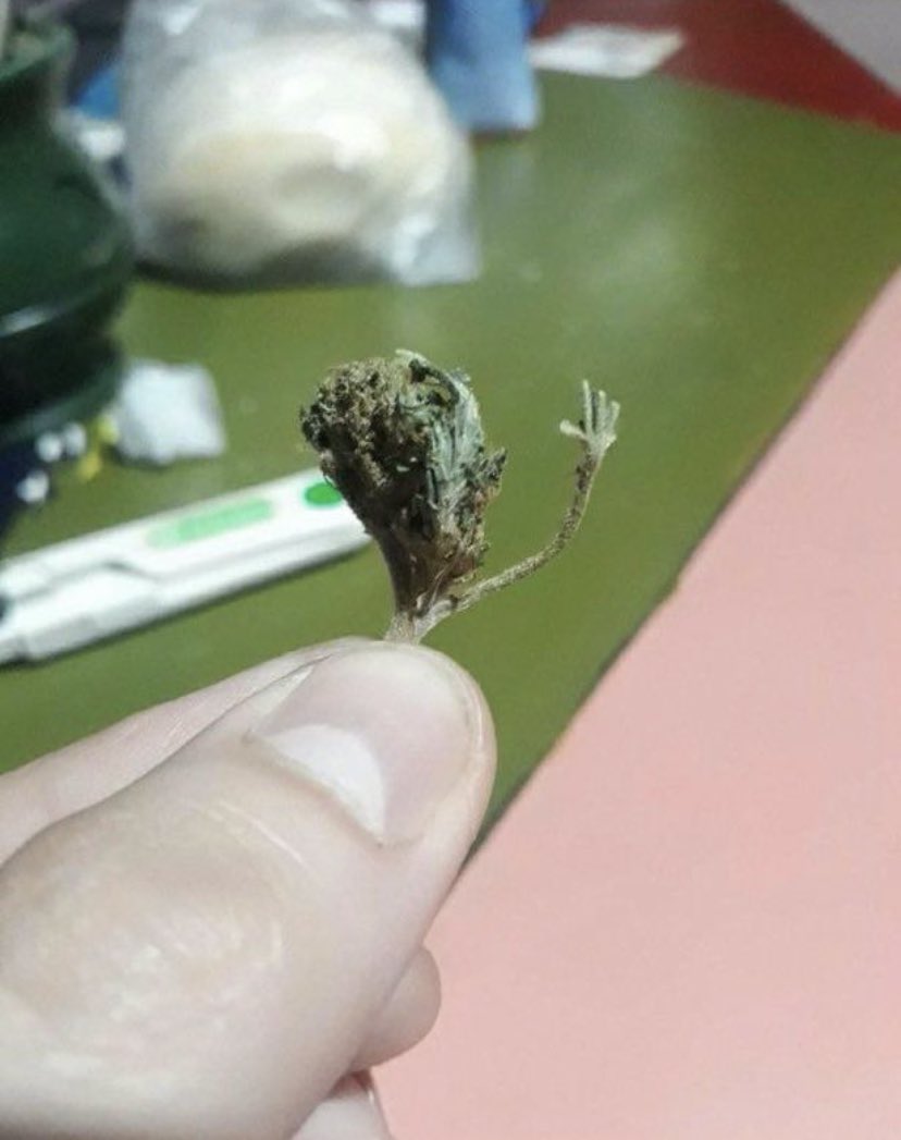 revistaTHC's tweet photo. ¡¡Buenos díaaas!! Saluden 👋👋 https://t.co/dV9QjbzG8G