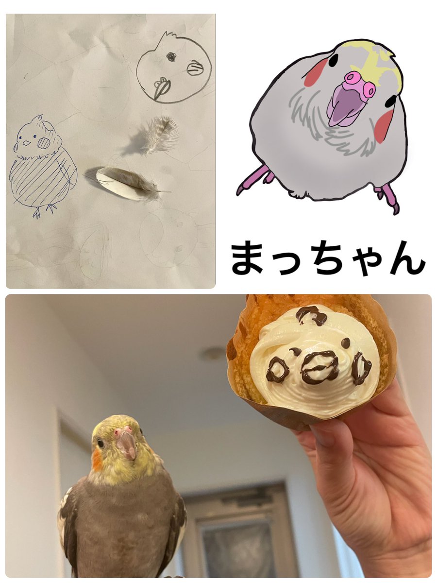 Datyon555's tweet photo. 行方不明になり、1週間以上経過。チラシ配りなど多く方にご協力頂いております。ありがとうございます。安心感を与えるまっちゃんの匂い。その匂いを忘れそうで辛いです😰冷え込みも厳しくなりました。どなたかが保護していますように。#オカメインコ #保護　#迷い鳥  #沖縄 https://t.co/citjPE1yDy
