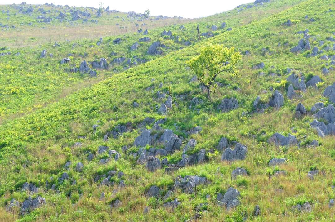 Twoucan 唐草模様 の注目ツイート イラスト マンガ コスプレ モデル