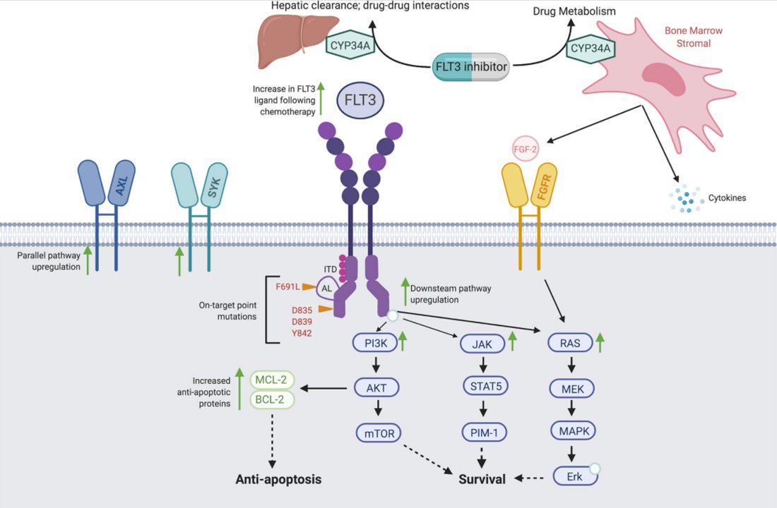 ⭐ #2: FLT3 Mutations in Acute Myeloid Leukemia: Key Concepts and Emerging Controversies

👨‍⚕️👩‍⚕️ <a href="/vekennedy/">Vanessa Kennedy</a> &amp; Catherine C. Smith

Read here 👉 bit.ly/3dNE33x

<a href="/UCSFCancer/">UCSF Helen Diller Family Comprehensive Cancer Ctr</a> #AMLsm #LEUsm #Leukemia #HemOnc #Oncology #OpenAccess