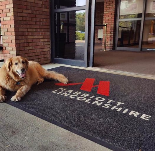 LShireMarriott's tweet photo. Because the holidays just wouldn't be the same without your furry best friend. #PetFriendly

https://t.co/me62dhiDNA https://t.co/hZqLgvfJQm