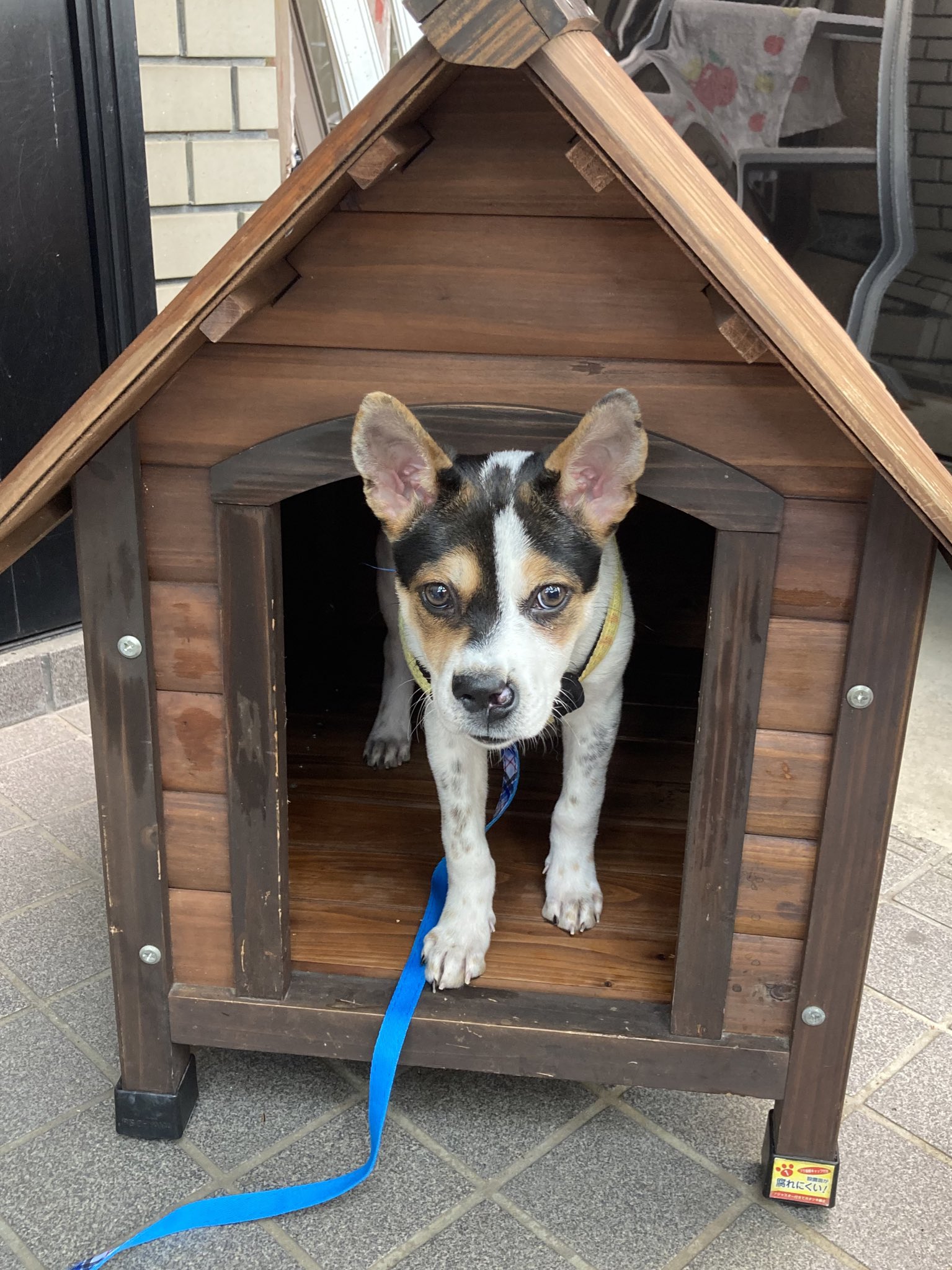 かわいい犬小屋 Twitter Search Twitter