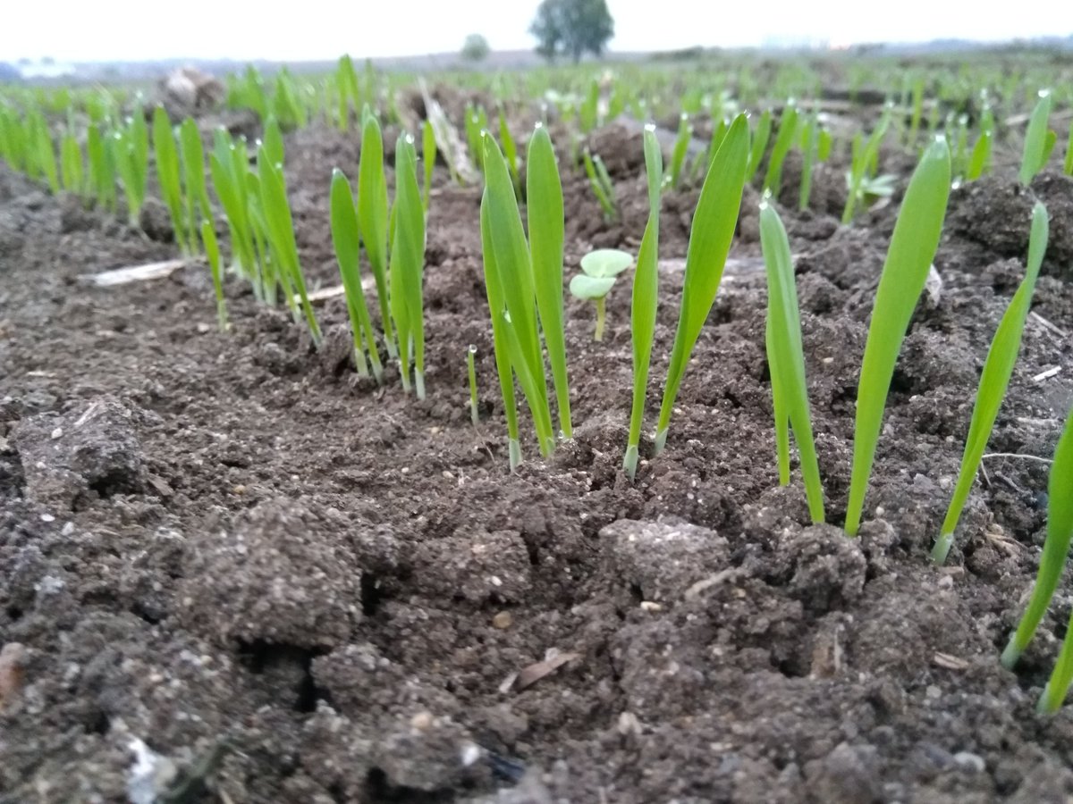 AlisonRBentley's tweet photo. More wheat planting underway with the @CIMMYT wheat team in Edirne, Turkey. Breeding &amp; selection activities for both spring &amp; winter wheat in Turkey led by @Beyhanakin1 important for developing improved germplasm adapted to the whole CWANA region &amp; beyond #VirtualWheatTour https://t.co/JOapFVWEgr