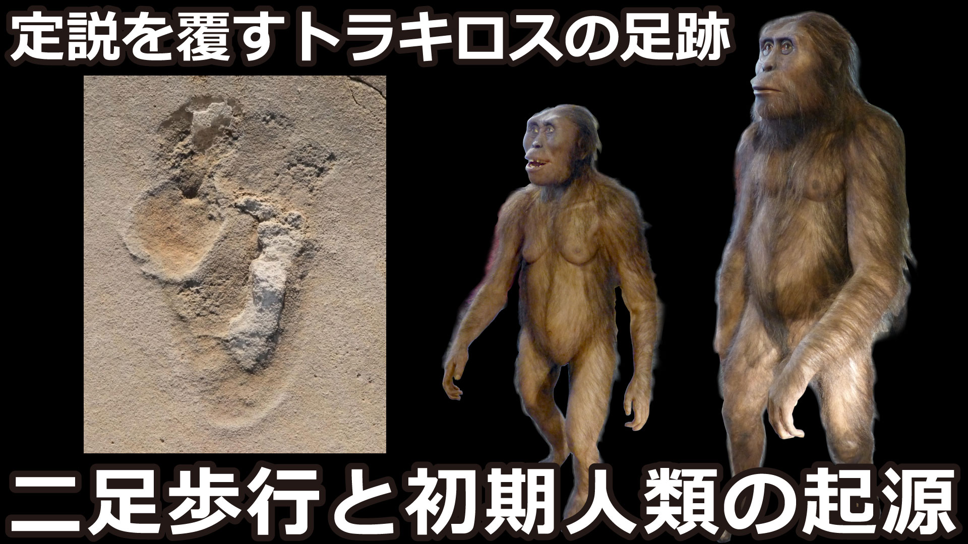 Lemuria Ch 人類の祖先は 直立二足歩行をするようになり 類人猿の祖先と分岐したと推測されています 今回は 直立二足歩行と人類の起源について解説していきます 直立二足歩行 アウストラロピテクス サヘラントロプス T Co 424z0s2zgt