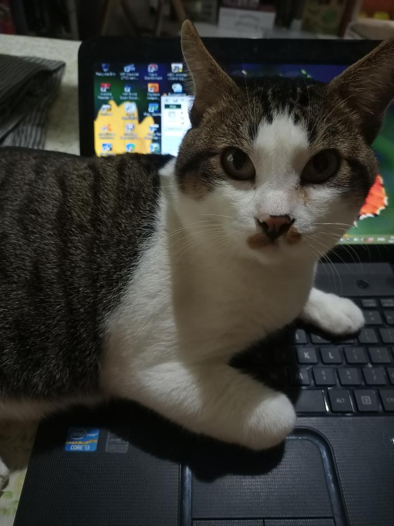 Ephut's tweet photo. @kochengfess kesayangan 😽😻 https://t.co/XJH6quIYcb
