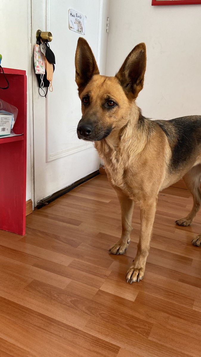 TaroaZuniga's tweet photo. Ayuda! Perrita encontrada en la plaza Pedro de Valdivia a las 11:30 am hoy. Buscamos a sus dueñxs! https://t.co/a9W3kWN3p0
