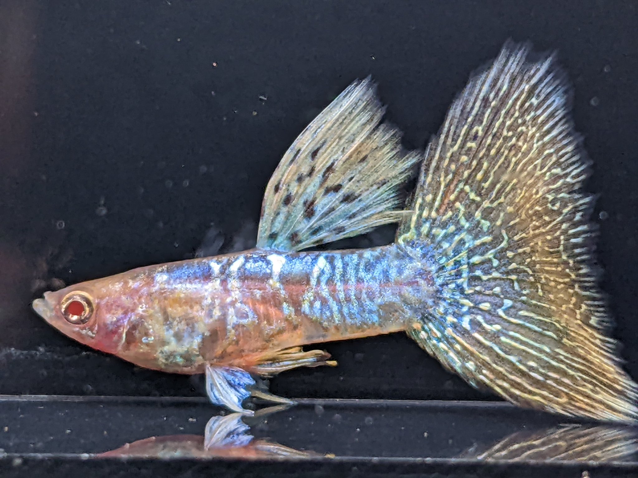 グッピー太郎 Guppy Taro Twitter