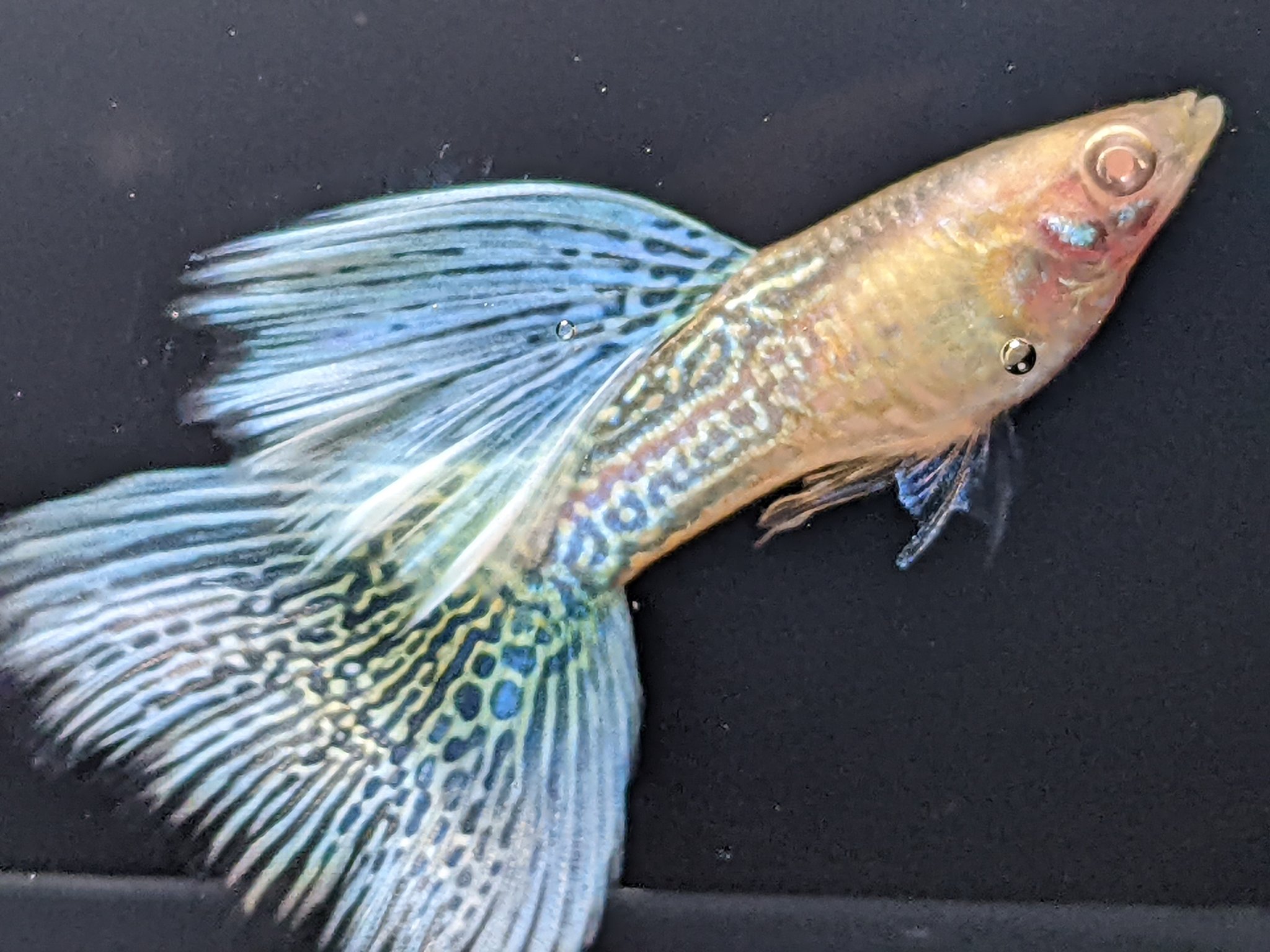 グッピー太郎 Guppy Taro Twitter