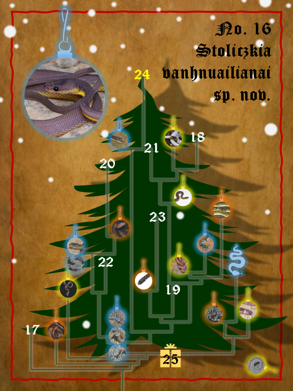 DammMaik's tweet photo. On the Sixteenth day of Christmas
The scientists brought to me
A dragon for the #snaketree …

Stoliczkia vanhnuailianai sp. nov., a Mizo warrior snake from Mizoram, India

Lalronunga et al. 2021_07_06
https://t.co/0Z1BlK6iLy https://t.co/BhIlTyBHPB