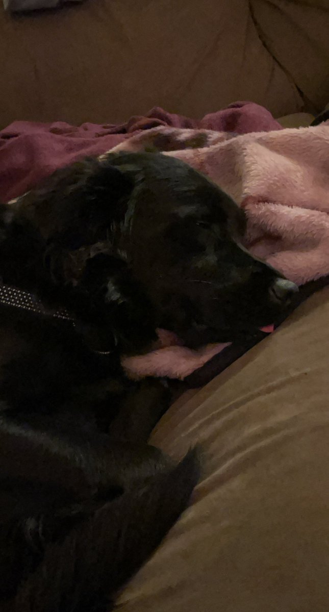 kdoconnor27's tweet photo. i should start a thread of nothing but pics of zeus’ lil blep tongue https://t.co/UDuUAjinYe