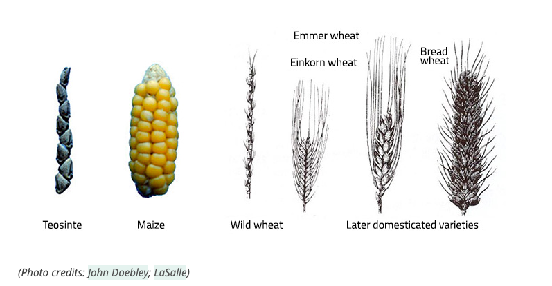 farmingfirst's tweet photo. How can farmers maximise harvests on arable land? #4RNutrient management is applied around the ๐ & refers to:
๐ฑ Right fertilizer
๐ Right rate
โฐ Right time
๐บ Right place
Learn about how agricultural inputs have been developed to ๐ช crops ๐ https://t.co/RcqhBIy8ny https://t.co/6RVZnxjkOo