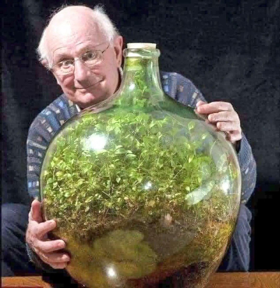 ErikSolheim's tweet photo. In 1960, David Latimer planted a tiny garden🌿inside of a large glass bottle &amp; sealed it shut.

He opened the bottle 12 years later in 1972 to add some water &amp; then sealed it for good.

The self contained ecosystem has flourished for nearly 60 years.

Thanks @AaravSeth_ https://t.co/9CCVAkj6Zj