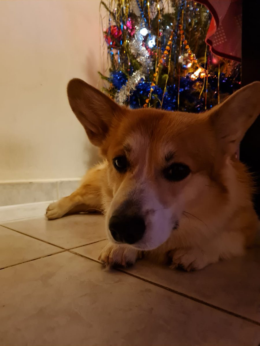 custom77mind's tweet photo. @elonmusk Hurry up! Will bite you if undone to catch ny holidays https://t.co/PSOuDz6atb