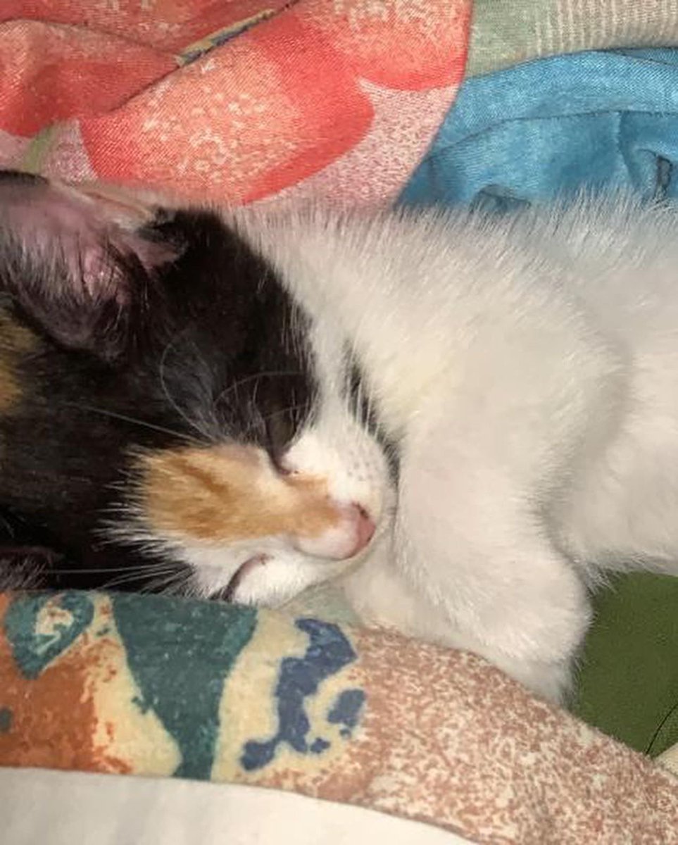 adoptmovement's tweet photo. 🇹🇹🥺😍 This precious kitty is looking for her forever home. She is 7 weeks, very adorable &amp; playful 😸 and loves kitten chow/ food. If you’re willing and able to adopt, please contact Hilary at 868-705-0018 😻🇹🇹 #adoptdontshop #kittytuesday #CatsOfTwitter #aCat #aKitten #aDopt https://t.co/43Qxyz30Ok