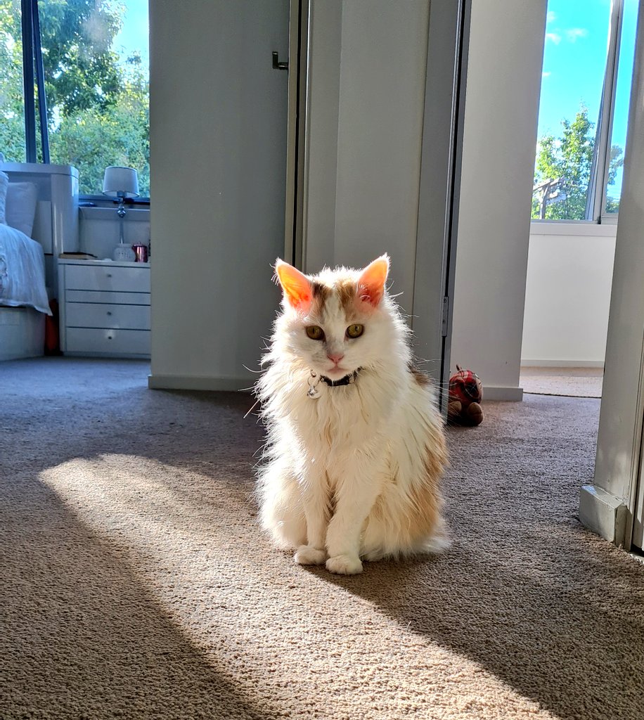 _outRAGEjess's tweet photo. When the vet says take her food away at 9pm, do they understand there's a good chance I am not going to survive the night? 😳 #sleepingwithoneeyeopen
#CatsOfTwitter #Cats #CalicoCrew https://t.co/gkm1k44AES