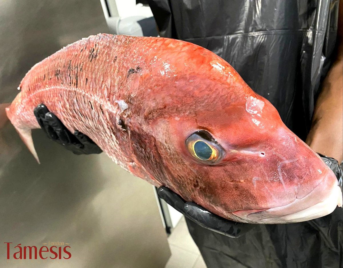 ¿Sabes por qué el pargo tiene un sabor tan exquisito?🤔
Pues porque se alimenta de crustáceos como percebes, nécoras y camarones, y moluscos como la sepia y el calamar🦞🦑
Si quieres probarlo, acabamos de recibir este que es una auténtica maravilla😍