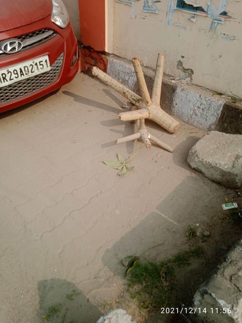 NEERAJ_RTI's tweet photo. Tree cut by @BJP4Delhi MLA Abhay verma  staff Staff at his official office allotted by PWD. What he want to achieved by execute the tree.😢😢 @abhayvermabjp

#trees 
#treemurder 
#pollution 
Can @SatyendarJain 
@AapKaGopalRai take action . https://t.co/yhf1SEOKzL