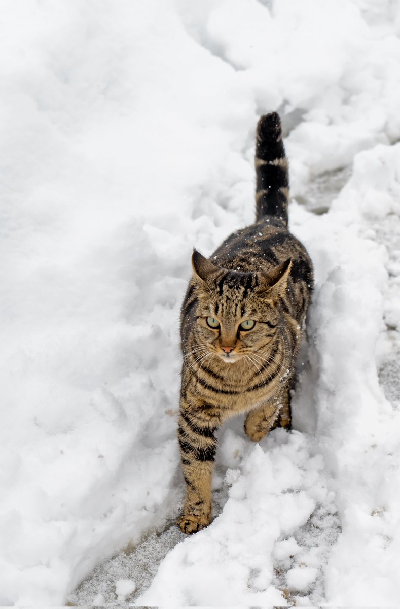 irancats's tweet photo. Always winter but never Christmas.

Photo @akbarnemati
#گربه
#گربه_های_تهران
#گربه_ایرانی
#گربه_پرشین
#cats
#persiancat
#irancats
#tehrancats
#akbarnemati
#cat
#bealpha
#winter
#christmas 
#برف
#snow
#catwalk 
#زمستان https://t.co/4rYM0ERA0p