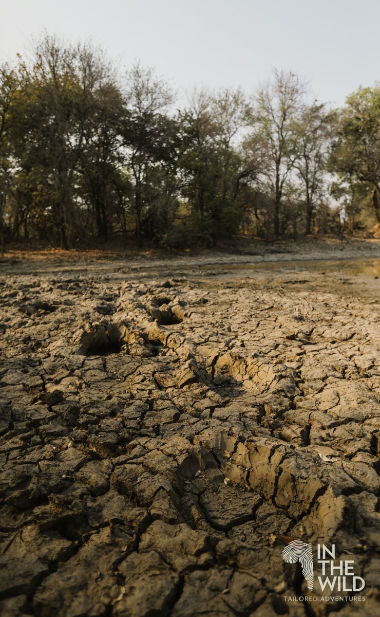 In The Wild tweet media