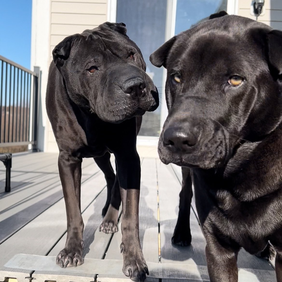 Every time I accidentally leave the back door unlocked, it feels a little like a dare. Thor’s like - Go for it. https://t.co/QOvtqM9f1f