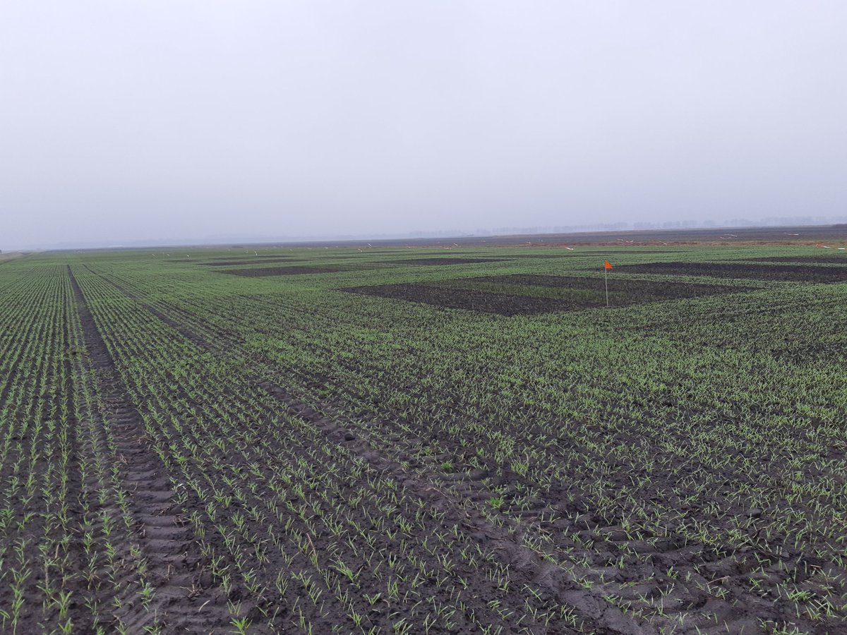 Nieuwe proeven voor onderzoek in 2022 🌱🌾 #wintergerst #wintertarwe #rassenonderzoek