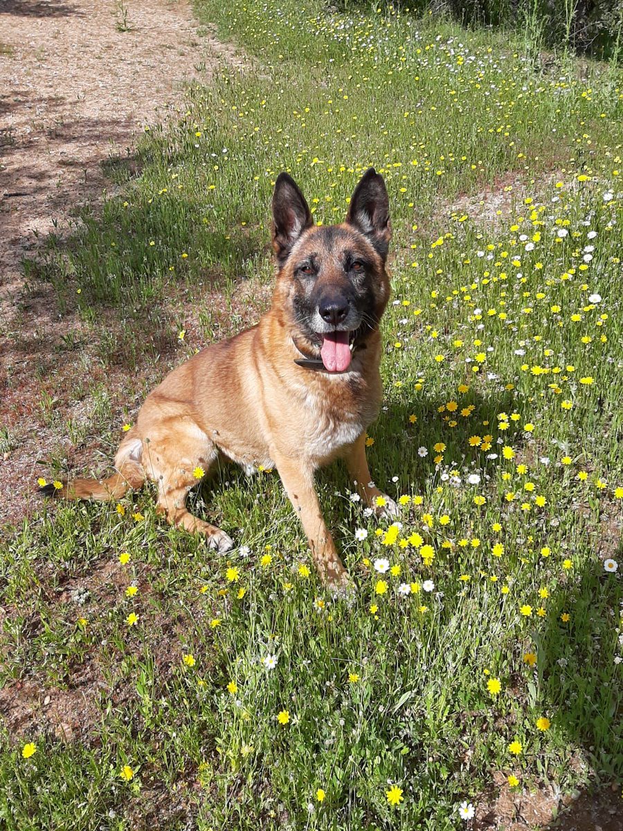 policia's tweet photo. Troll se jubila 🐕‍🦺, ha llegado el momento de disfrutar de una vida más tranquila

Tiene 9 años, es una mezcla de pastor alemán y  pastor belga malinois y es muy sociable tanto con personas como con perros 😍

¿Te animas a adoptarlo? ⤵
https://t.co/z8TlixYIxR

We ❤️ animals https://t.co/JoPqFxOrnF