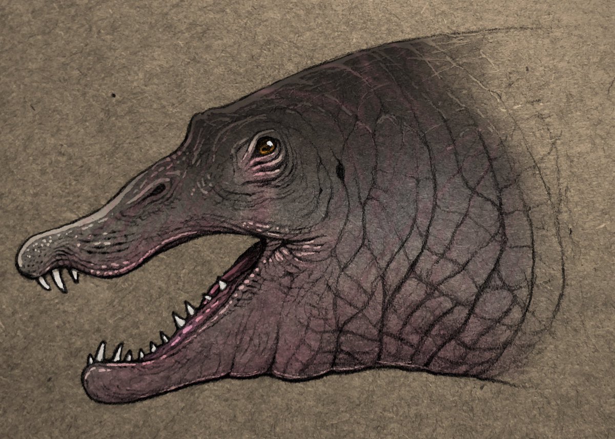 「スピノサウルスも新しく描き直したいね 」|nao70sharkのイラスト