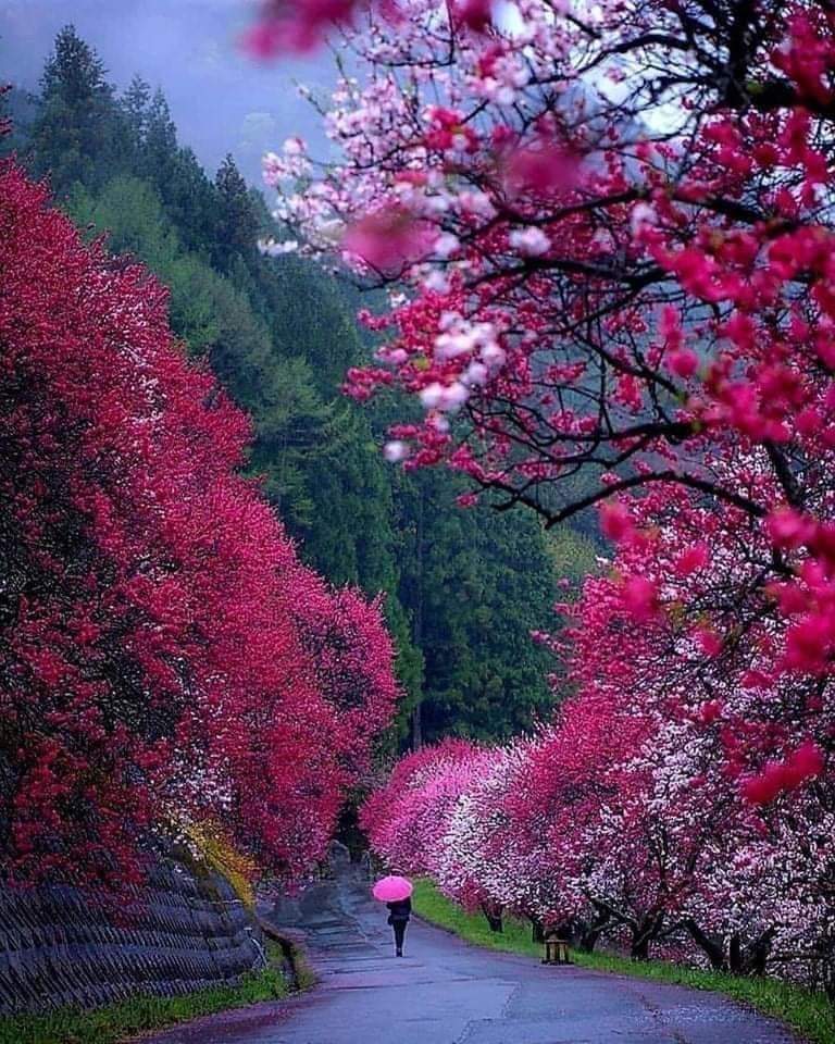 O traveler, this universe is a great secret book.... if the world is a colorful page of it... every season is a bright line... every tree, flower, insect and beings are a letter... O traveler, take a look at that book through the eyes of the owner of the universe. ..and read...