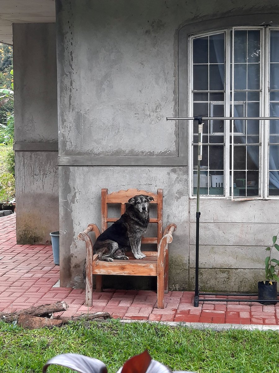 _clttmrnn's tweet photo. I loved you your whole life. I’ll miss you for the rest of mine. Thank you for being the most loving, silly, protective, and loyal dog for the past 10 years. I love you 💜 No more suffering, girl. Run free in dog heaven, Yohan 🥺 https://t.co/5V0eg42yII